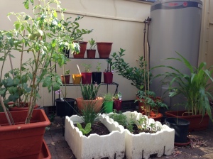 My garden!